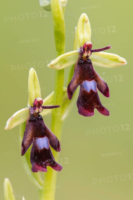 Fly Orchid (Ophrys insectifera) close-up, Lower Saxony, Germany