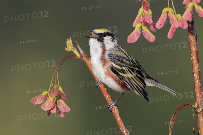Chestnut-sided Warbler (Setophaga pensylvanica) singing, West Virginia, USA