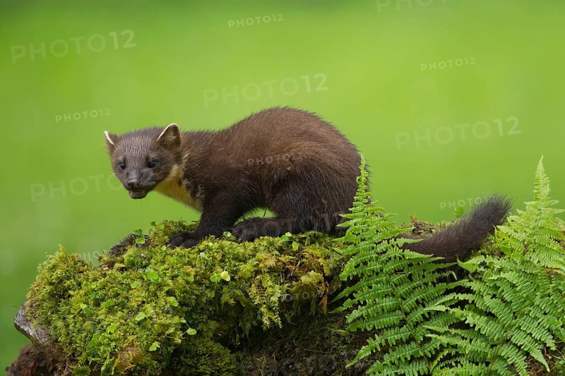 European pine marten (Martes martes) adult mustelid animal on a moss covered stone wall in summer, Scotland, United Kingdom