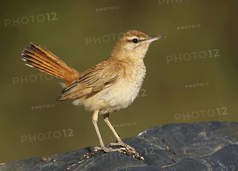 Rufous-tailed Scrub Robin (Cercotrichas galactotes), Alcoutim, Portugal