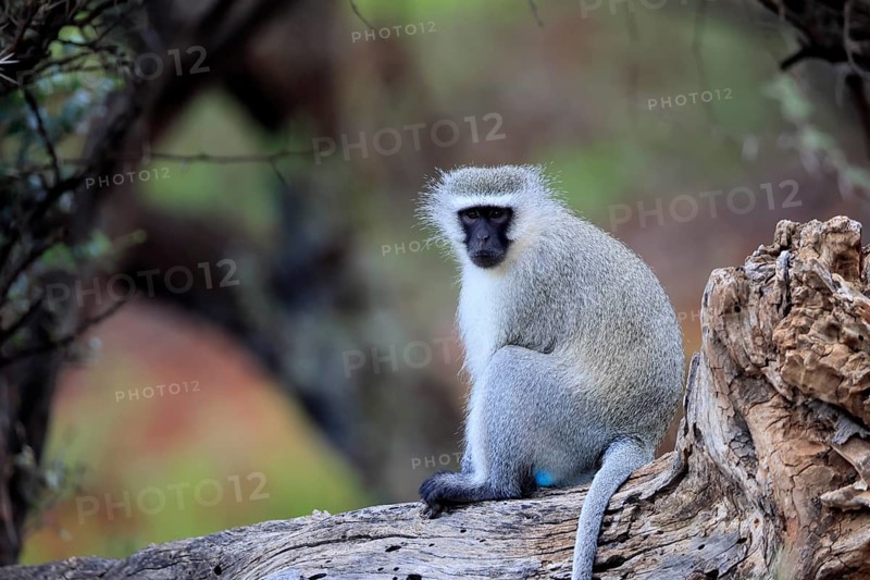 Vervet Monkey (Chlorocebus pygerythrus), adult male, sitting on tree trunk, alert, Mokala National Park, Northern Cape, South Africa