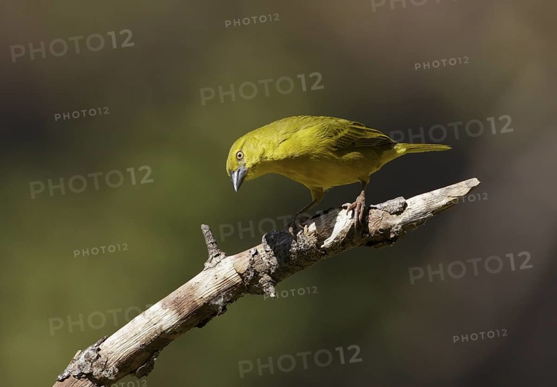 Holub's Golden Weaver (Ploceus xanthops), Chobe, Botswana