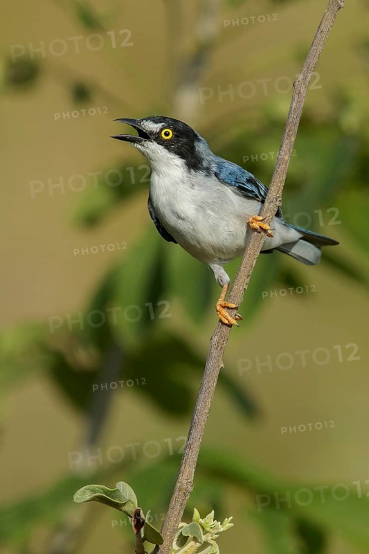 Hooded Tanager (Nemosia pileata) perched on a branch in the grasslands of Guyana