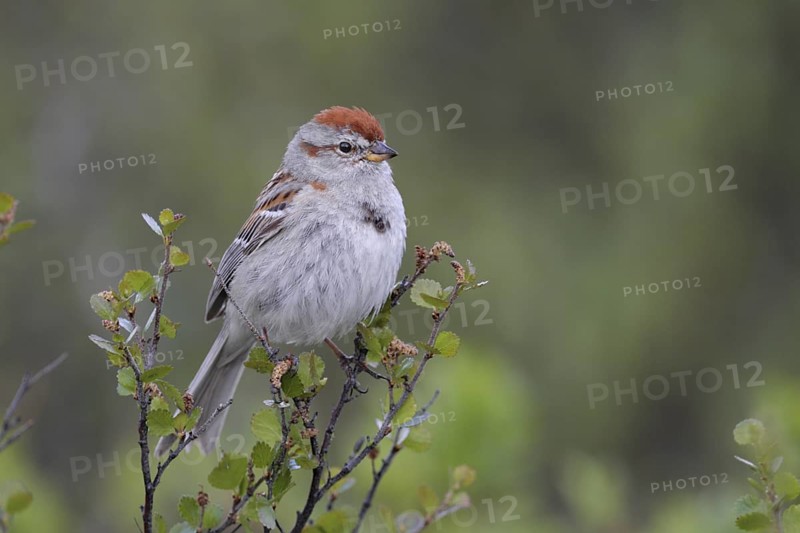 American Tree Sparrow (Spizelloides arborea), Alaska, USA