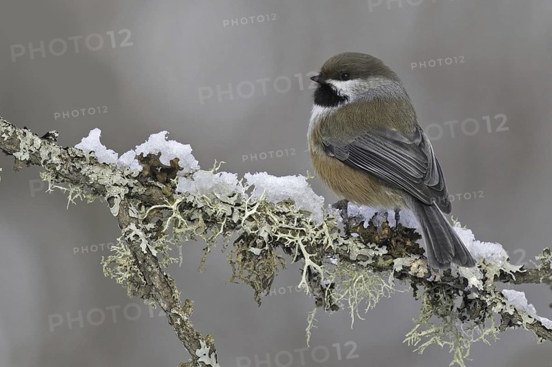 Boreal Chickadee (Poecile hudsonicus), Minnesota, USA