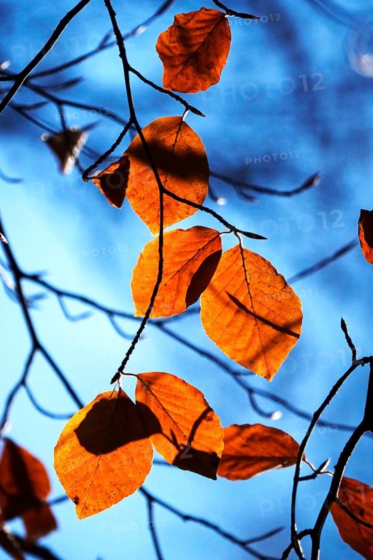 Beech leaves in late autumn, Germany
