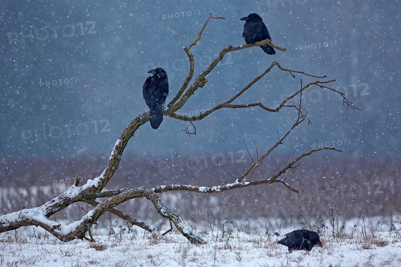Northern Raven (Corvus corax), Saxony-Anhalt, Germany