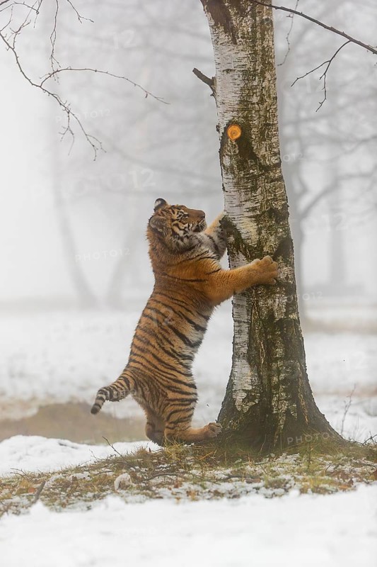 One young Siberian Tiger, Panthera tigris altaica, running thru an open forest with dense fog in the background