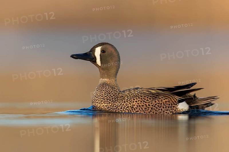 Blue-winged Teal (Anas discors) swimming in a pond in Manitoba, Canada