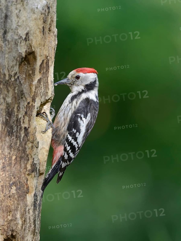 Middle Spotted Woodpecker (Dendrocoptes medius), Lower Saxony, Germany
