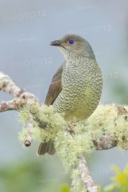 Satin Bowerbird (Ptilonorhynchus violaceus) perched on a branch in eastern Australia