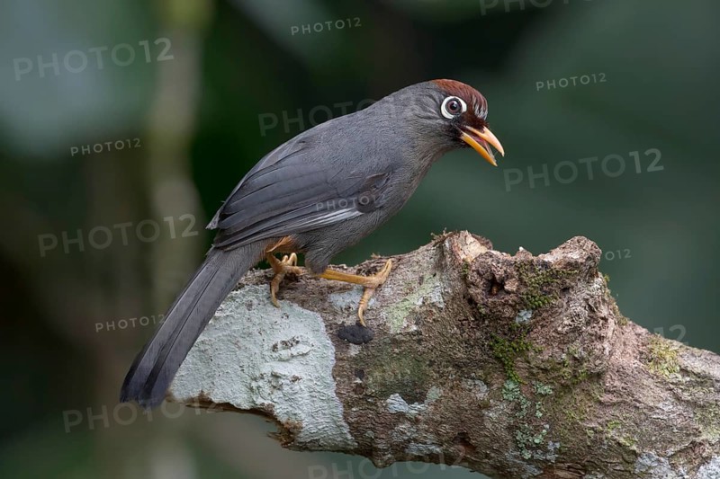 Chestnut-capped Laughingthrush (Garrulax mitratus), Selangor, Malaysia