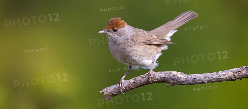 Blackcap (Sylvia atricapilla), Fauvette à tête noire, Curruca Capirotada, Branch, branch, Ormoz area, Ormoz, Podravska, Slovenia