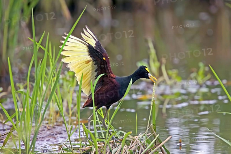 Northern Jacana Jacana spinosa Quepos, Costa Rica 18 October Adult doing wing diaplay after landing. Note yellow spurs on wings. Jacanidae
