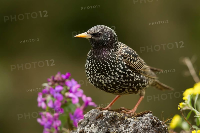 Common Starling (Sturnus vulgaris) female, Bavaria, Germany
