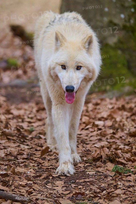 A white wolf crosses the reddish-brown foliage in autumn forest, Arctic wolf (Canis lupus arctos), Germany