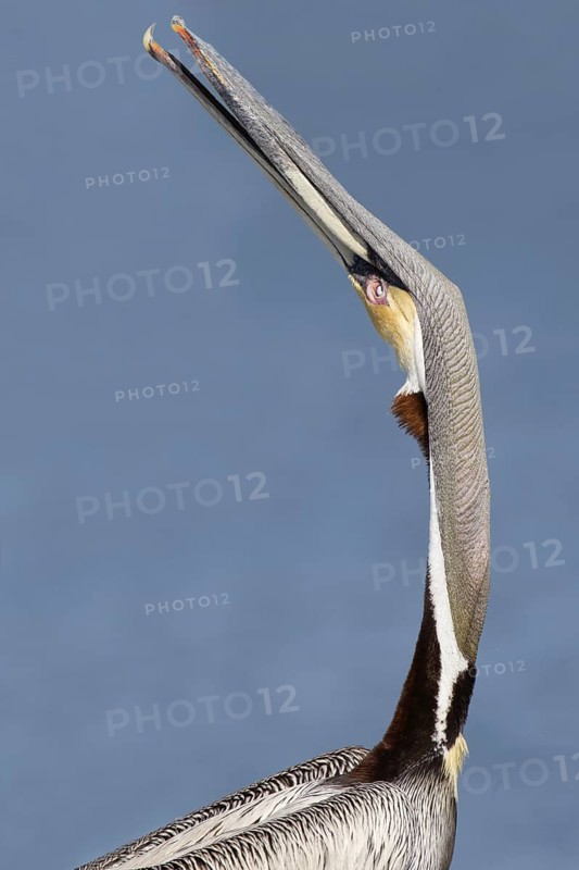 Brown Pelican (Pelecanus occidentalis), Florida, USA