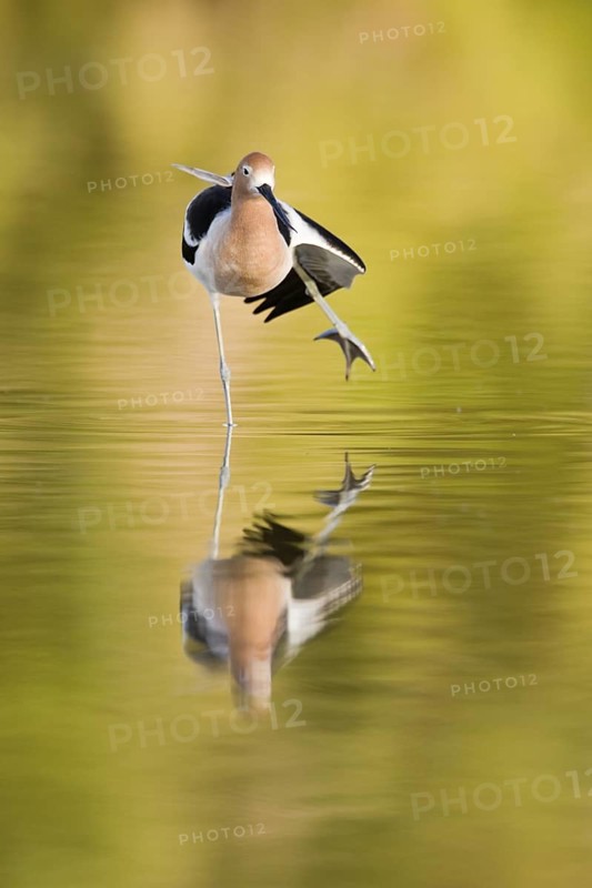 American Avocet (Recurvirostra americana), Arizona, USA