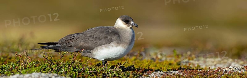 Parasitic skua, (Stercorarius parasiticus), animals, birds, seabird of the Stercorariidae family), Varanger, Finnmark, Norway