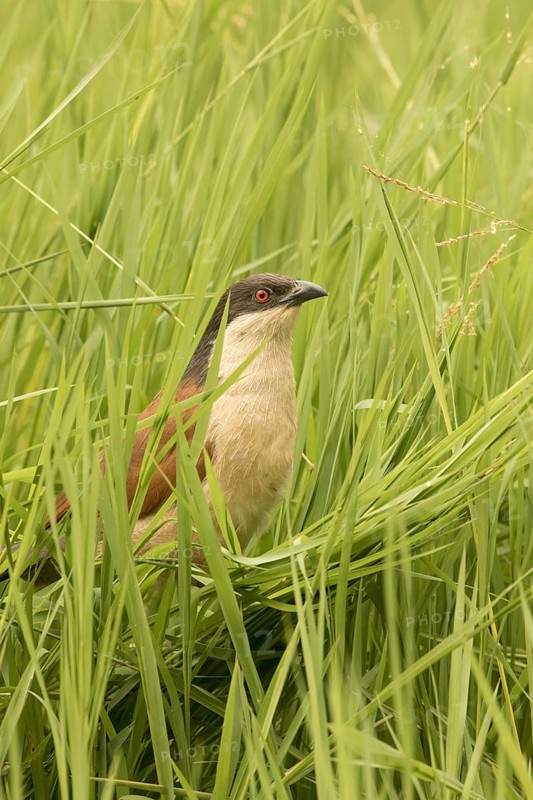 Senegal Coucal (Centropus senegalensis), Gambia