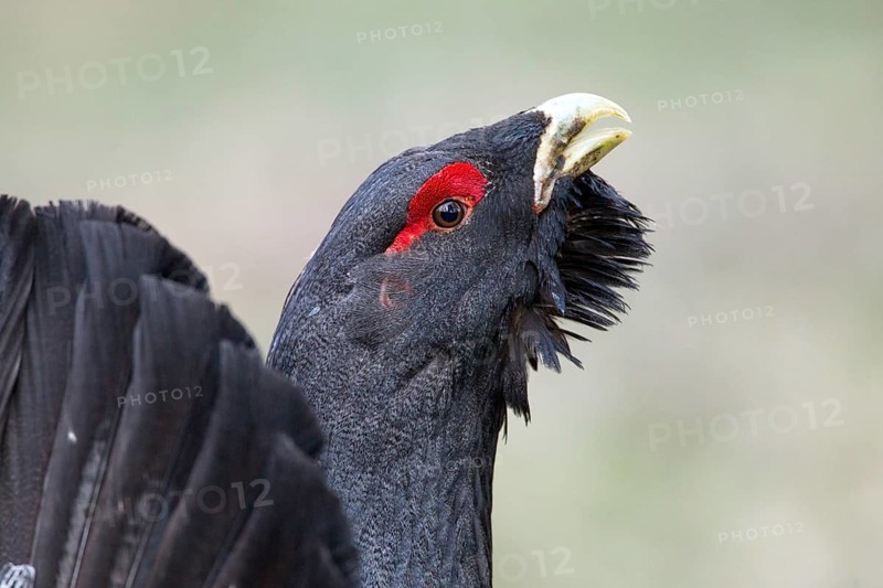 Western Capercaillie (Tetrao urogallus) male calling, Nizhegorodskaya, Russia