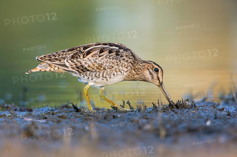 Latham's Snipe (Gallinago hardwickii) foraging, Victoria, Australia