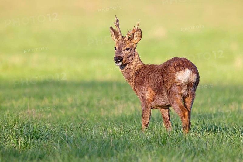 Roe deer, European roe deer, (Capreolus capreolus), roebuck, standing in a meadow, animals, mammals, biotope, habitat, foraging, Erpolzheimer Bruch, Bad Dürkheim district, Rhineland-Palatinate, Federal Republic of Germany