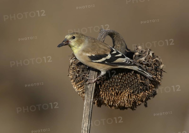 American Goldfinch (Spinus tristis), Ohio, USA