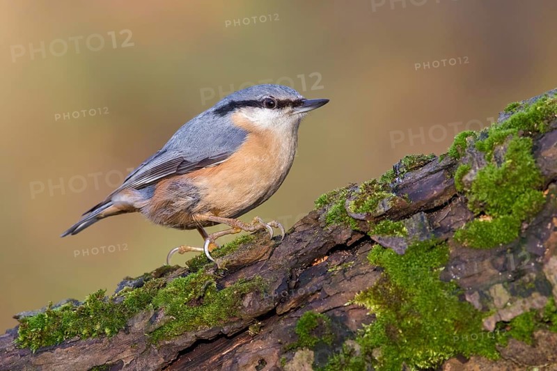 Eurasian Nuthatch (Sitta europaea) perched on a tree trunk, Poland