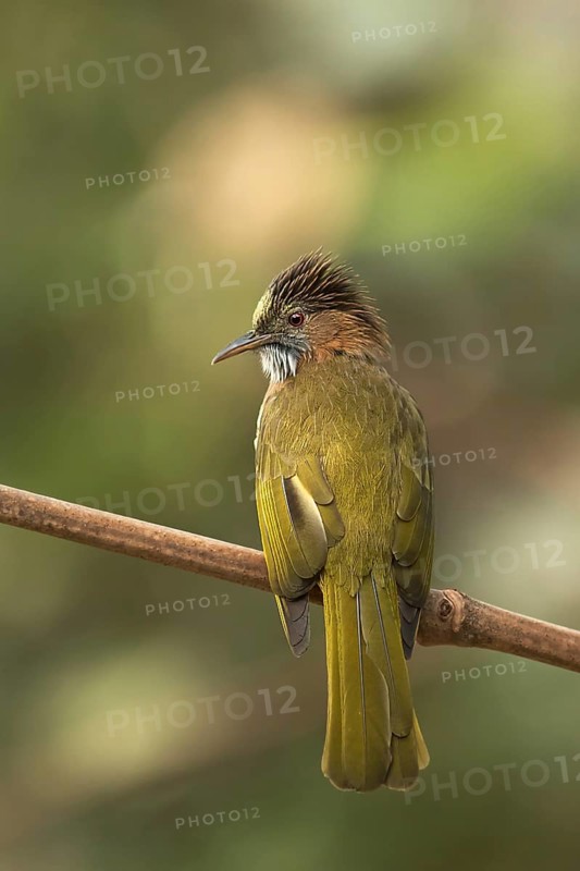 Mountain Bulbul (Ixos mcclellandii), Darjeeling, India