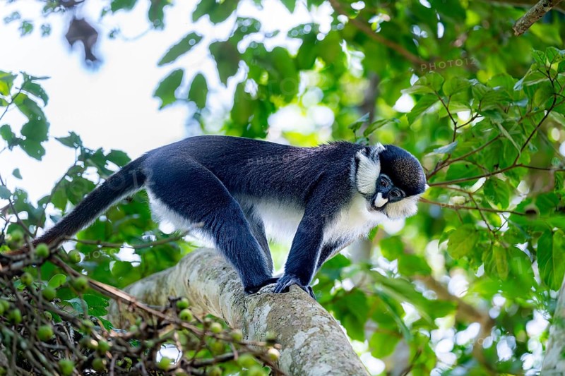 Red-tailed guenon or Congo white-nosed guenon (Cercopithecus ascanius schmidti), Bigodi, Western Region, Uganda