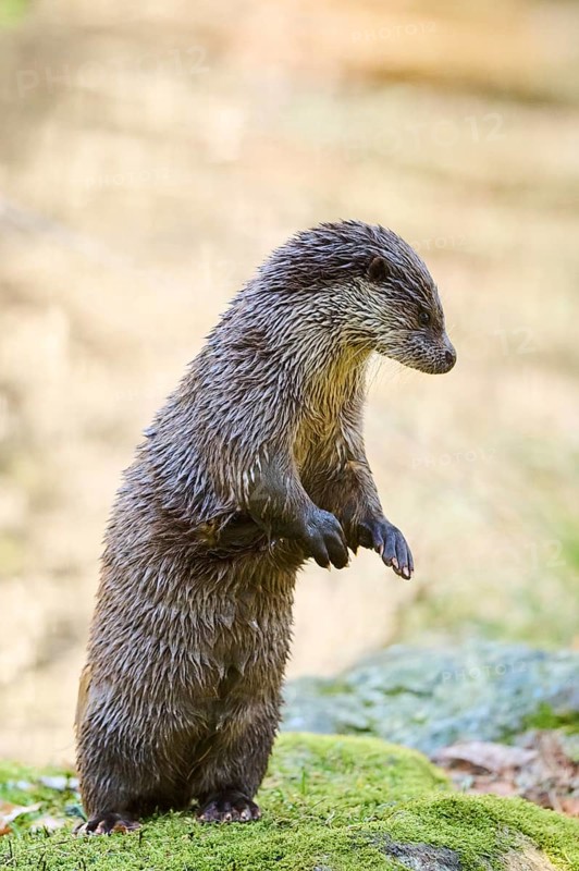 Eurasian otter (Lutra lutra) on a rock in the bavarian forest, Bavaria, Germany