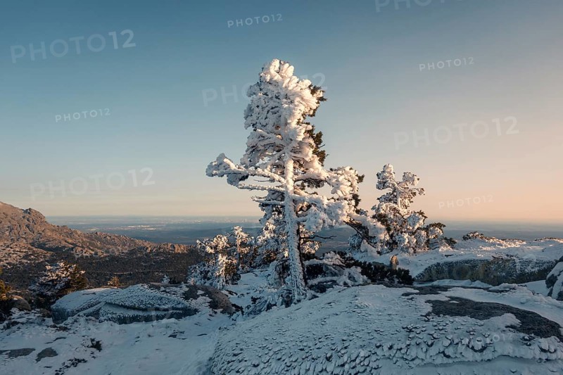 A breathtaking view of snow-laden trees atop the Siete Picos in Guadarrama Mountains, Madrid, showcasing a serene winter landscape under a clear sky