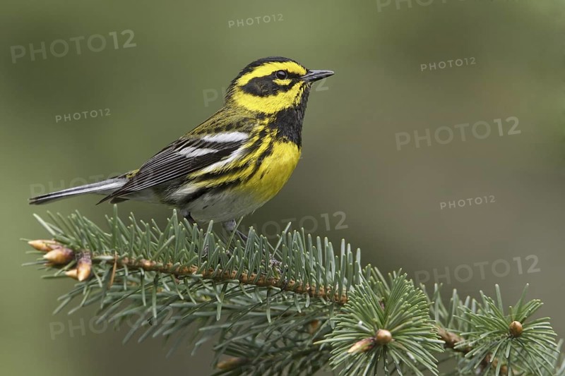 Townsend's Warbler (Setophaga townsendi), British Columbia, Canada