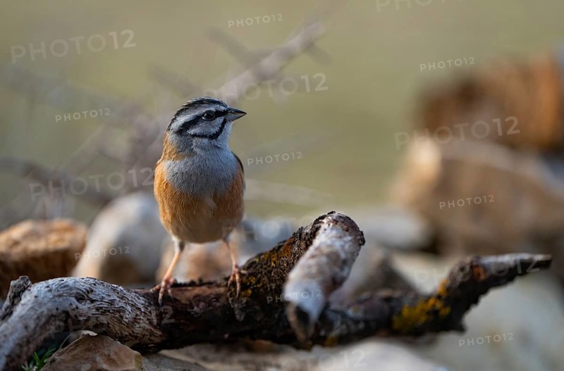 A rock bunting sits gracefully atop branches, displaying its distinctive markings against a blurred background, in a serene natural setting