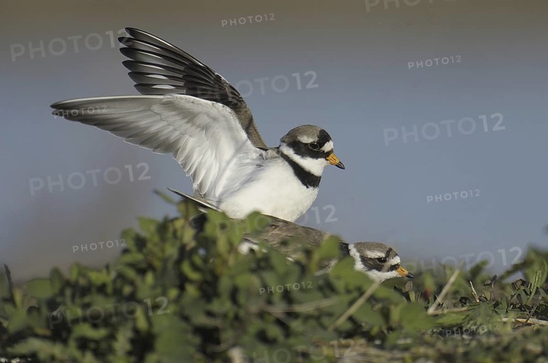 Common Ringed Plover (Charadrius hiaticula), Texel, Netherlands