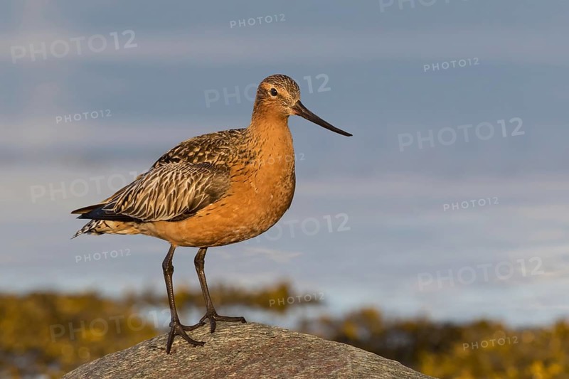 Pfuhlschnepfe, Bar-tailed Godwit, Limosa lapponica, Barge rousse, Aguja Colipinta