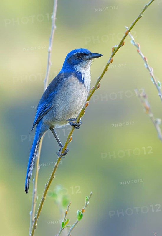 Island Scrub Jay (Aphelocoma insularis) - Santa Cruz Island, California