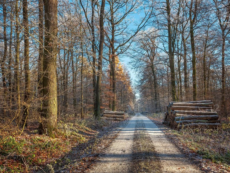 Hiking trail through oak forest with hoarfrost in winter under blue sky, stacked tree trunks, wooden rumble along the way, near Luther city Eisleben, Saxony-Anhalt, Germany