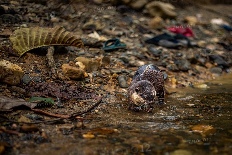 A wet nutria foraging at the edge of a stream amidst rocks and scattered leaves in Khao Sok National Park, located in the province of Surat Thani, Thailand