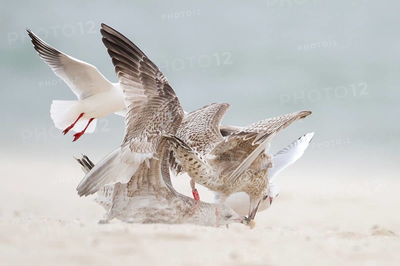 European Herring Gull (Larus argentatus), Schleswig-Holstein, Germany