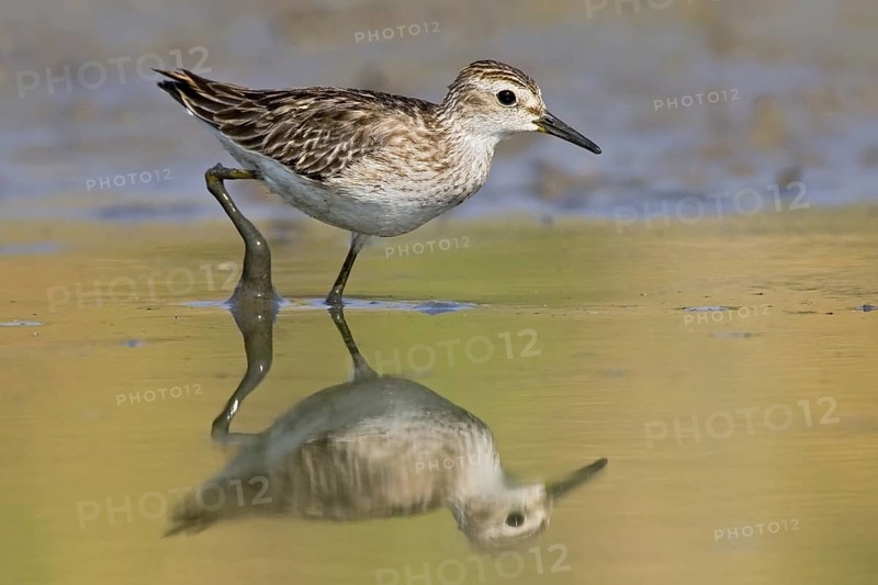 Long-toed Stint (Calidris subminuta) foraging, Western Australia, Australia