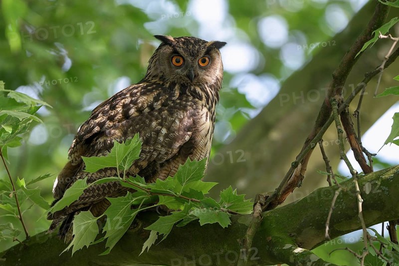 Uhu (Bubo bubo), Eagle Owl, Altvogel, Juni, Zeche Ewald, Herten, Ruhrgebiet, Nordrhein-Westfalen, Deutschland