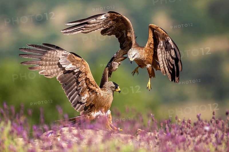 Black Kite (Milvus migrans) flying, Madrid, Spain