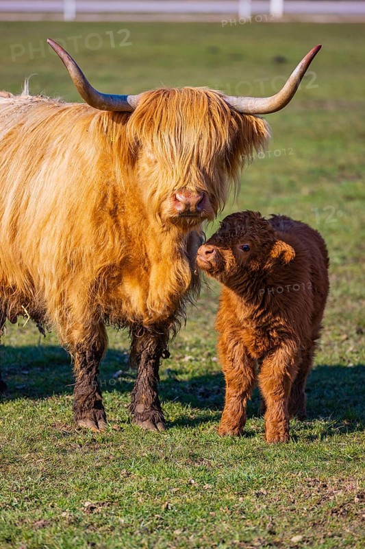 One Highland cow (Bos (primigenius) taurus) stands side by side with her calf on a meadow
