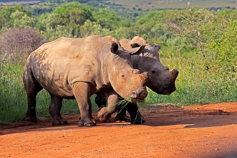 White rhino (Ceratotherium simum), white rhino, adult, two rhinos, foraging, dehorned, horn removed, Pilanesberg National Park, North West Province, South Africa, Africa, Germany
