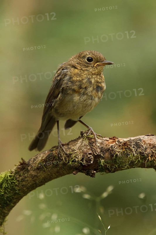 European Robin (Erithacus rubecula) juvenile, Utrecht, Netherlands