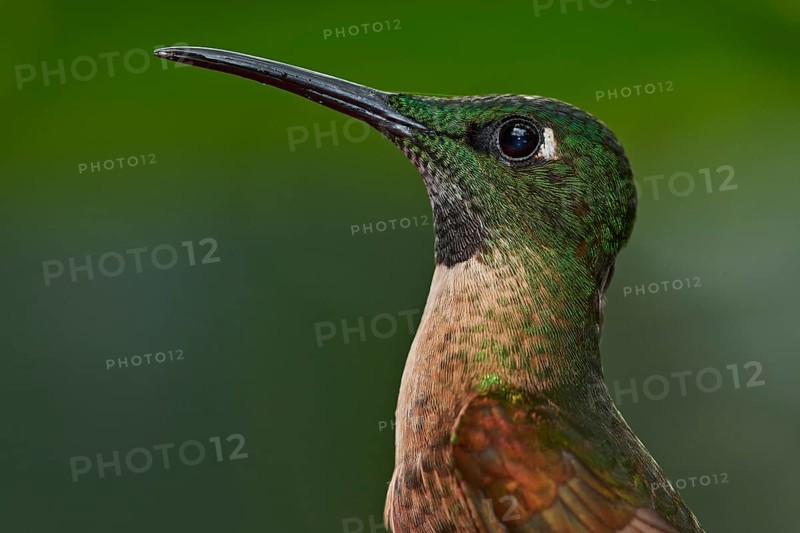 Fawn-breasted Brilliant (Heliodoxa rubinoides), Ecuador