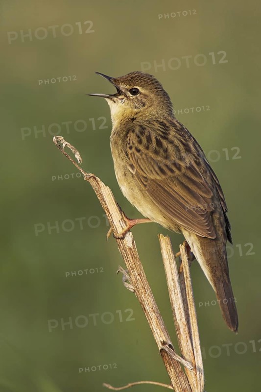 Common Grasshopper Warbler (Locustella naevia) singing, Brandenburg, Germany
