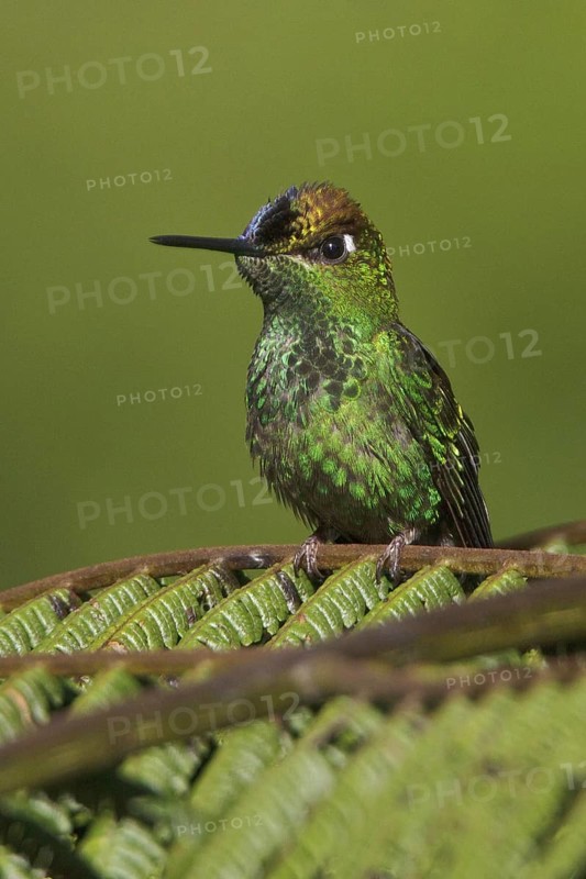 Violet-fronted Brilliant (Heliodoxa leadbeateri), Manu National Park, Peru